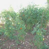 le potager