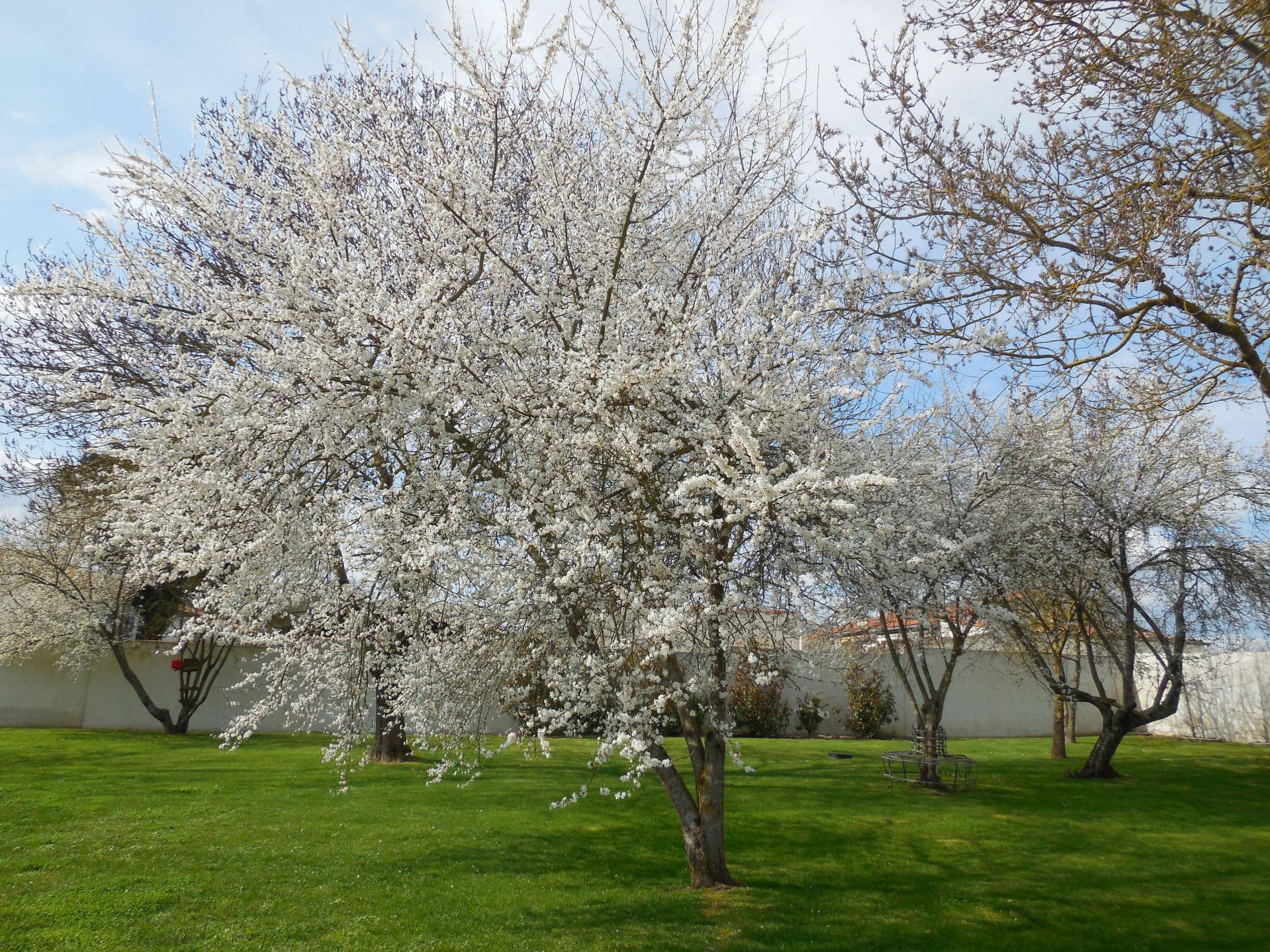 les pruniers en fleurs