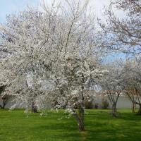 les pruniers en fleurs